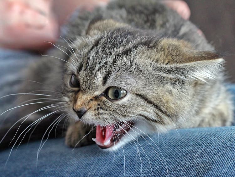 Why Do Cats Hiss?