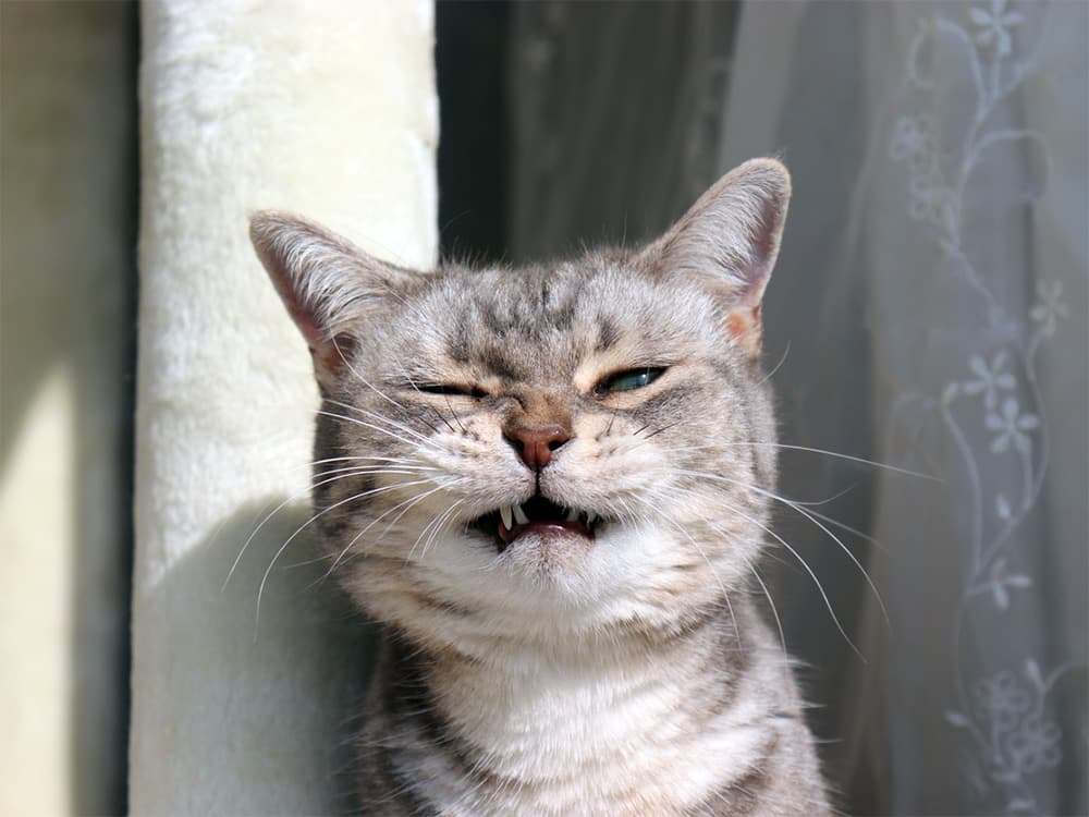 What Smells Do Cats Like and Dislike?