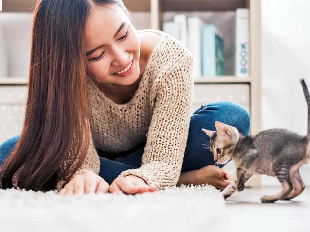kitten playing with person