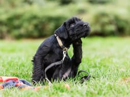 Everything You Always Wanted to Know About Pet Allergies But Were Afraid to Ask