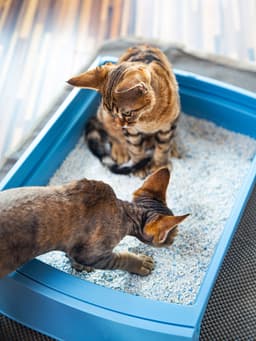 Can Cats Share a Litter Box?