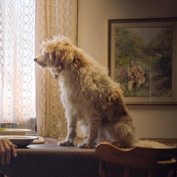 The Truffle Hunters: A Documentary Portrait of Human-Dog Partnerships