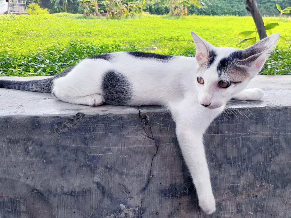 Colorpoint Shorthair / Javanese cat in harlequin pattern on outdoor seat