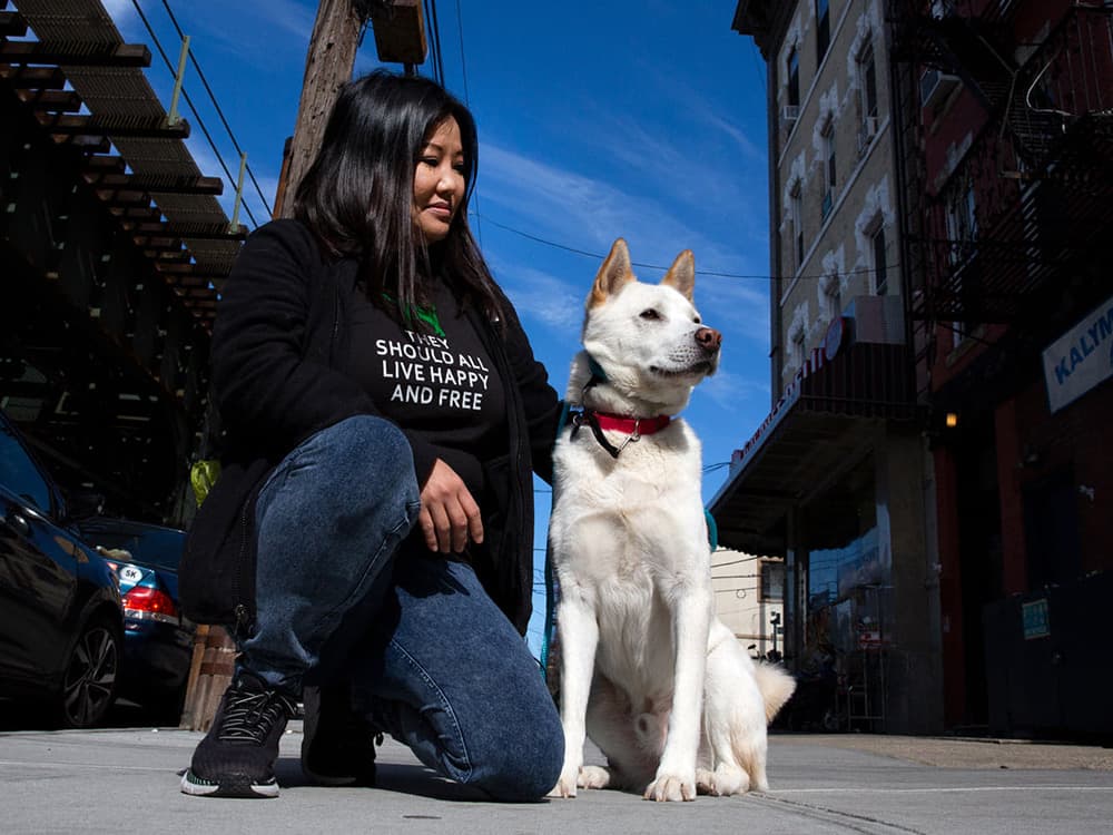 How Korean K9 Gives Dogs Rescued From the Meat Trade a Second Shot at Life