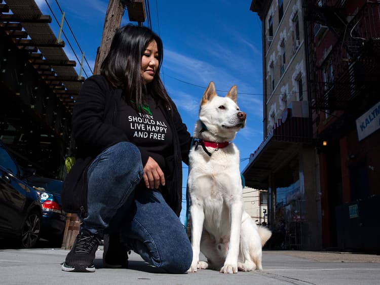 How Korean K9 Gives Dogs Rescued From the Meat Trade a Second Shot at Life