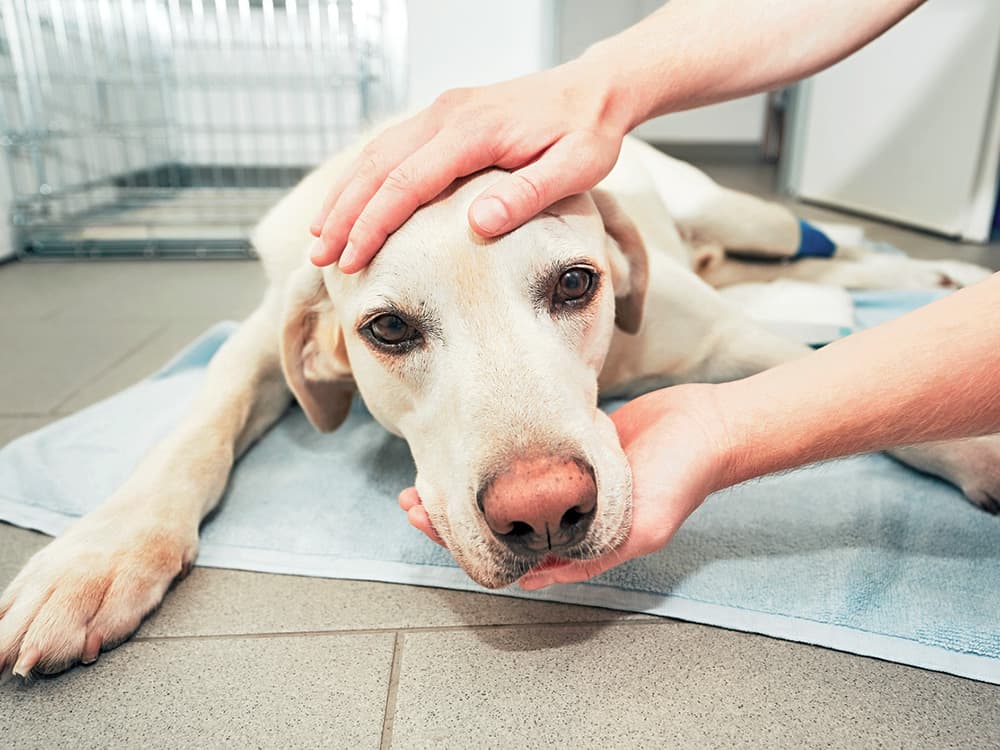 A Dog Flu Outbreak in Florida Is Forcing Shelters to Stop Intake and Adoptions