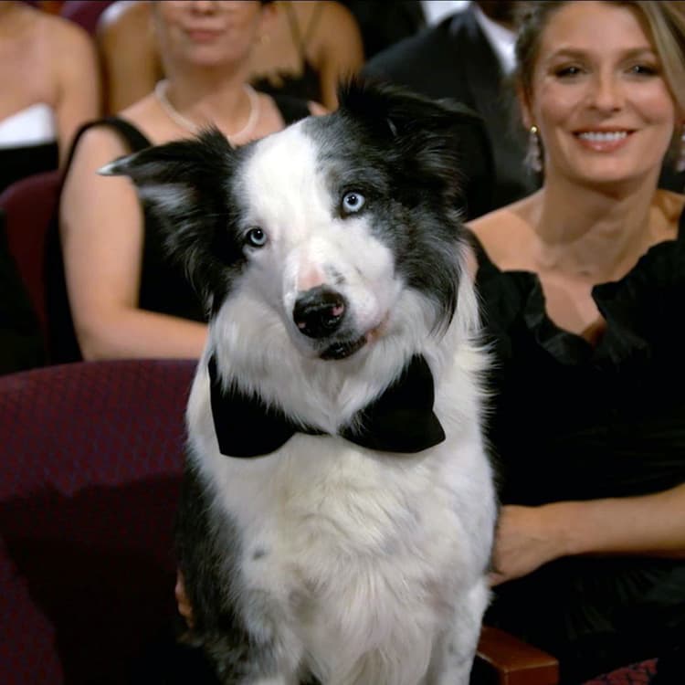 Messi, the Iconic Dog From “Anatomy of a Fall,” Stole the Show at the Oscars