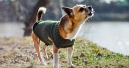 Do Dogs Get Tired of Barking?