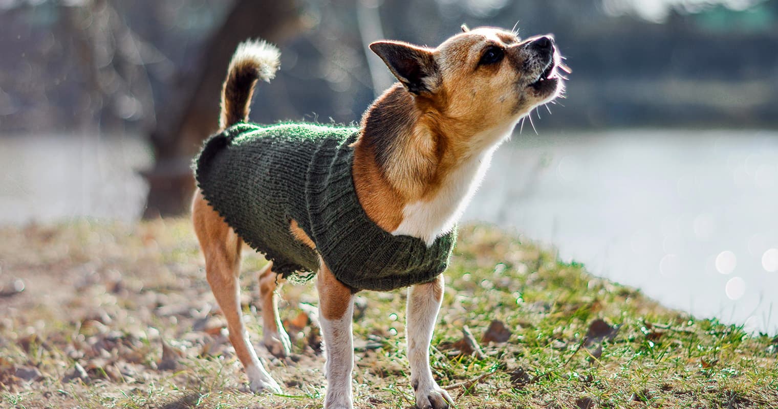 Do Dogs Get Tired of Barking?