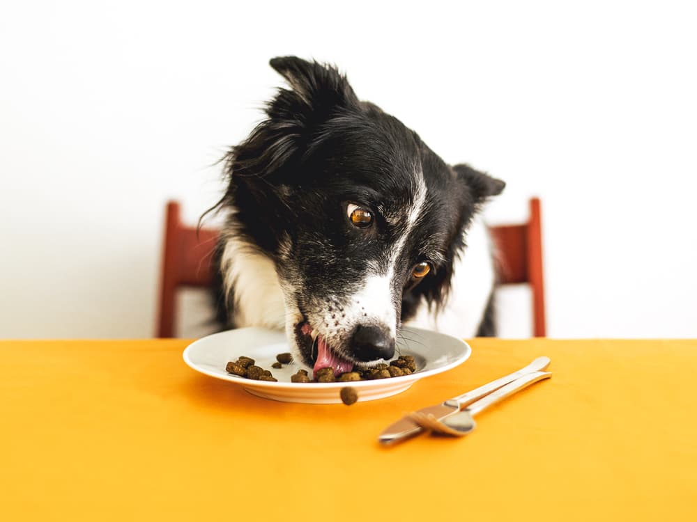 How You Can Easily Manage Your Dog’s Weight