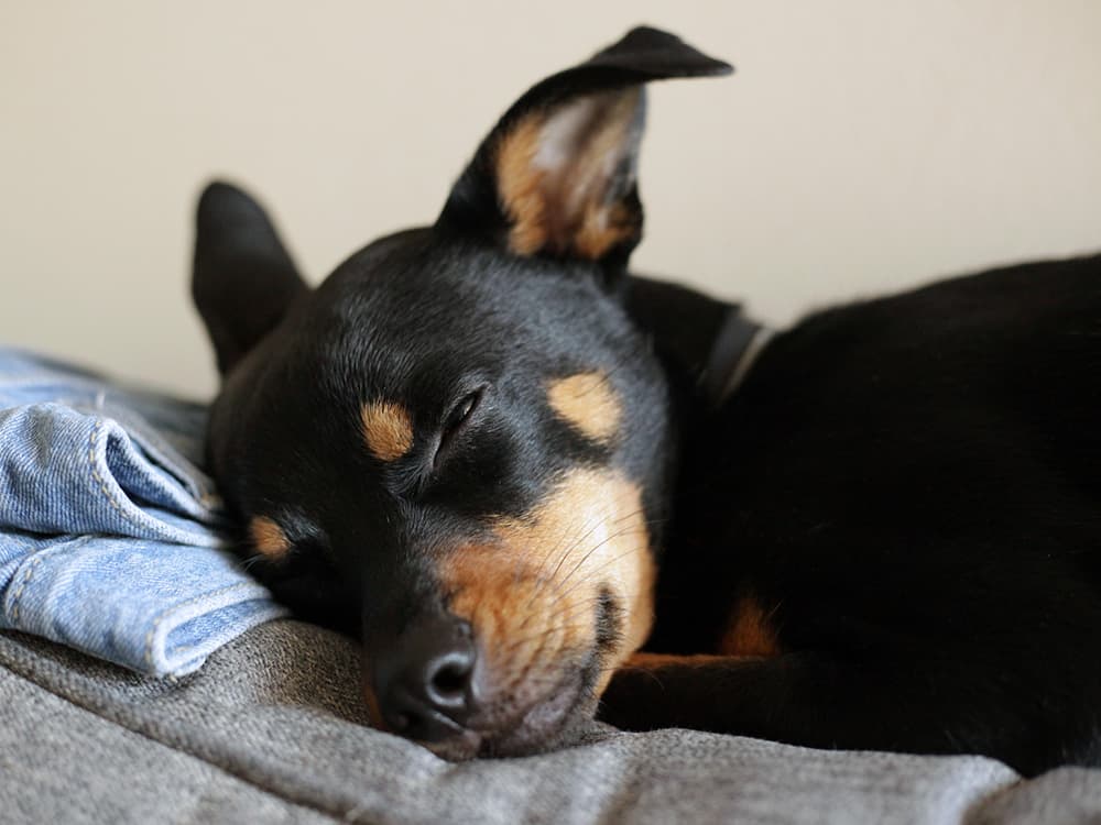 Can Dogs Sleep With Their Eyes Open?
