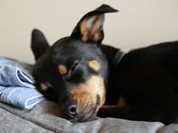 Can Dogs Sleep With Their Eyes Open?