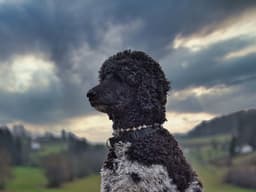 Do Hypoallergenic Dogs Really Exist?