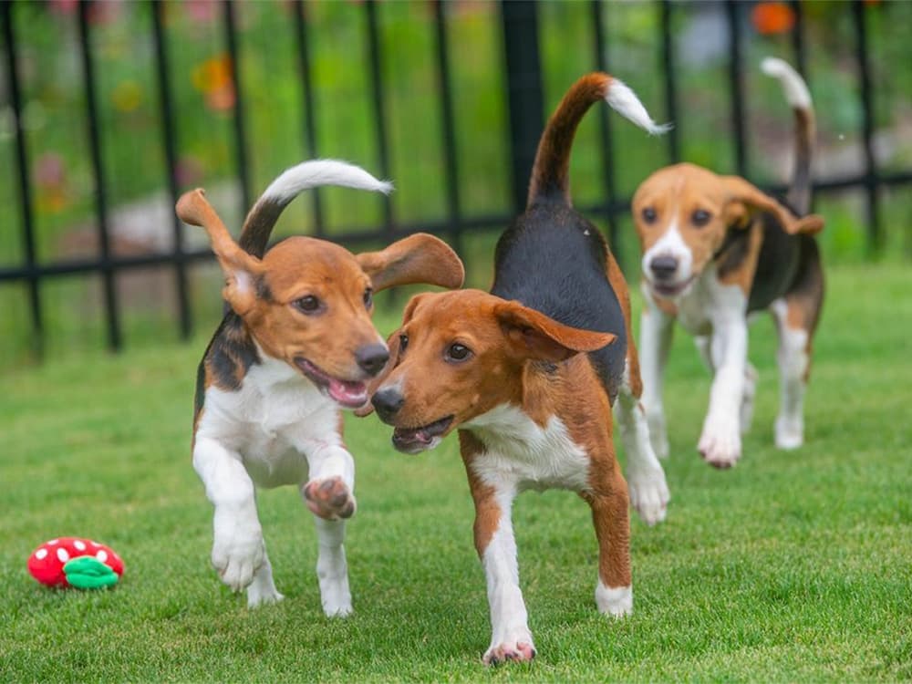 California Is the First State to Ban Testing of Chemicals on Cats and Dogs