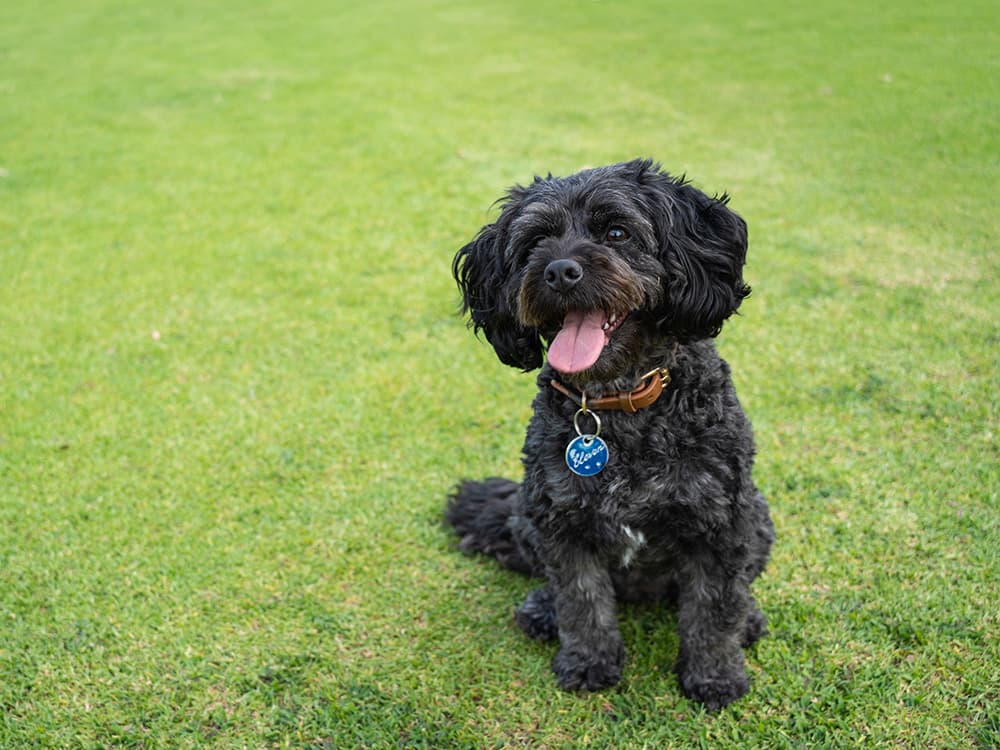 Cavapoo