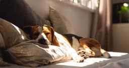 How to Make Your Dog Feel Comfortable Inside