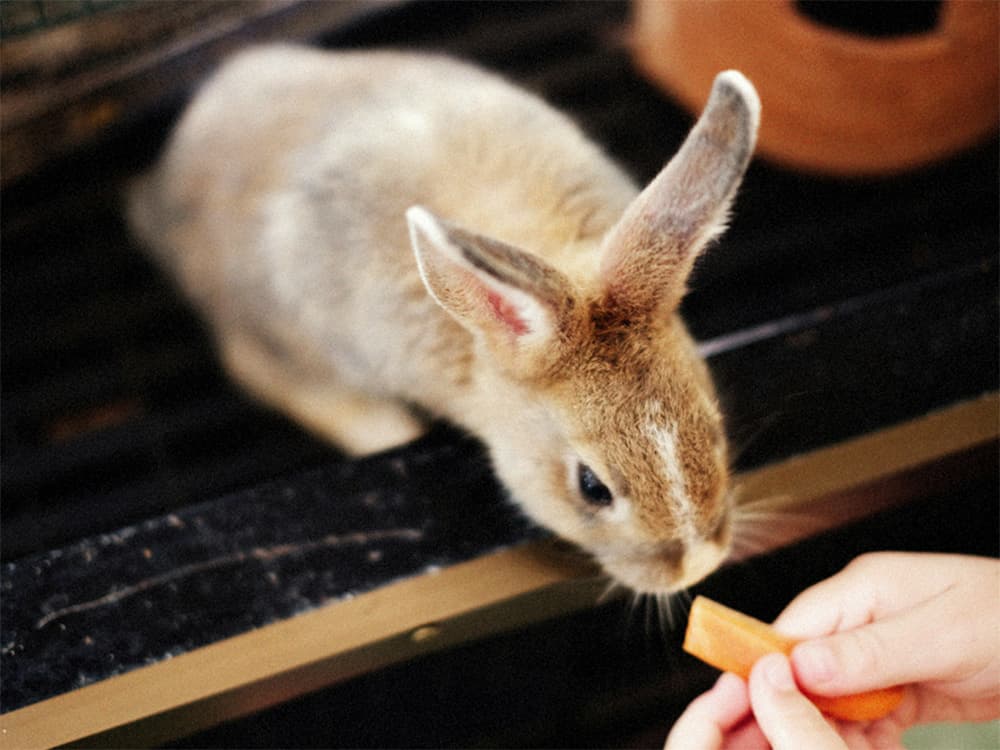 Rabbit eating treats