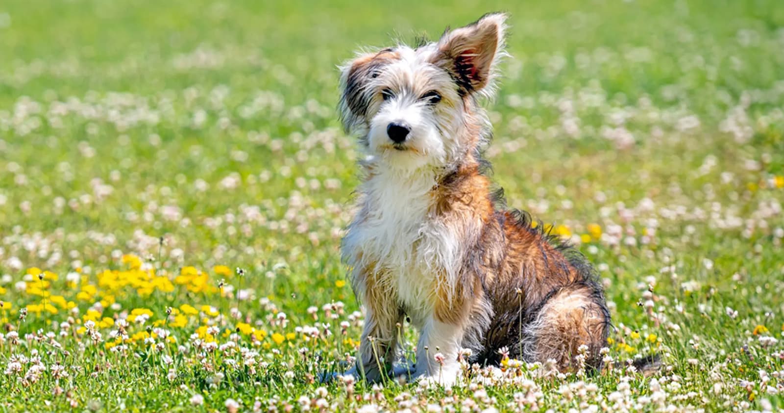 Corgipoo: What to Know Before Adopting