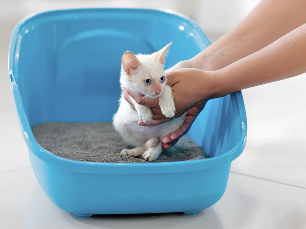 How to Litter-Train a Kitten: Tips and Advice