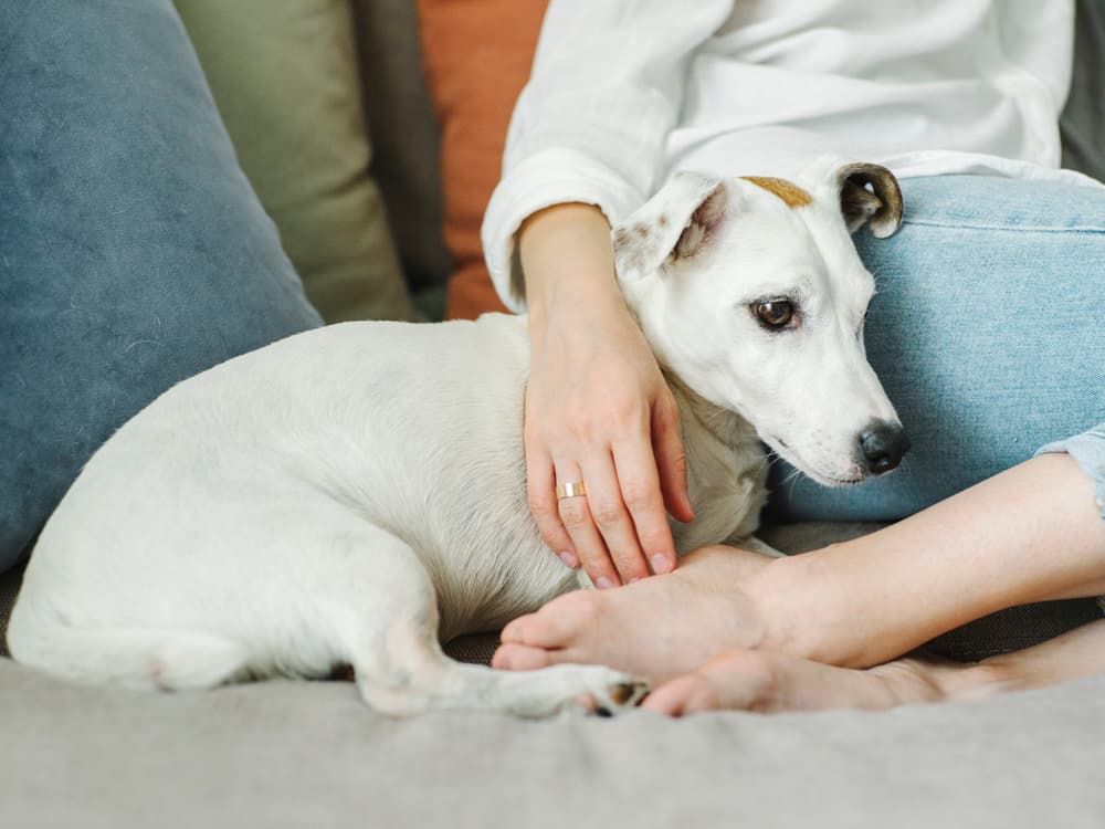 Certain Flea and Tick Meds Can Cause Adverse Reaction in Pets, FDA Warns