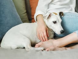 Certain Flea and Tick Meds Can Cause Adverse Reaction in Pets, FDA Warns