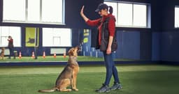 Affordable Dog Training Resources Every Pet Parent Should Know About
