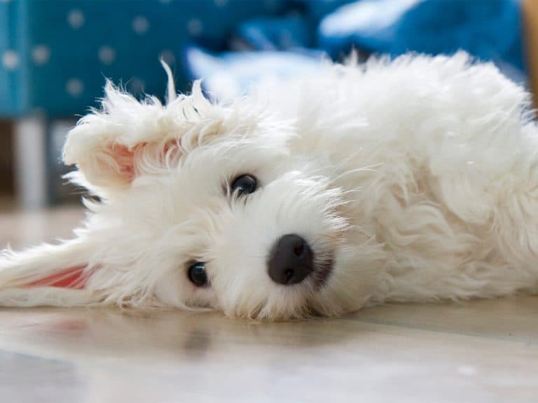 white Coton de Tuléar