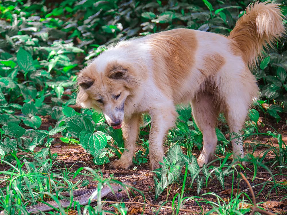 What to Do if a Snake Bites Your Dog