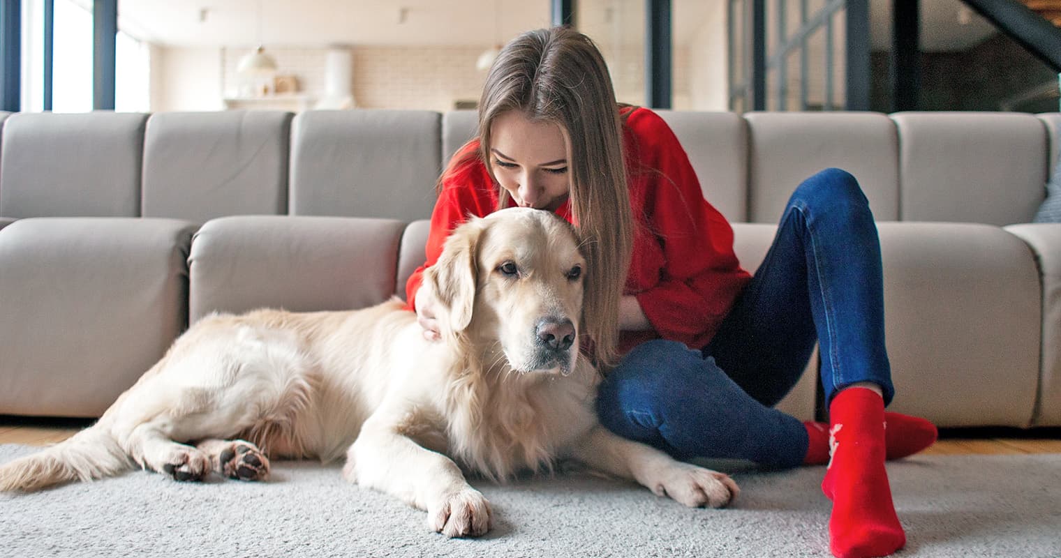 What is the Best Way to Rehome a Golden Retriever?