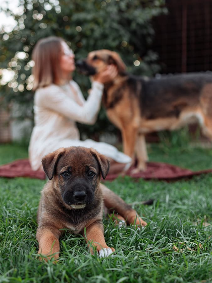 Your Dog’s Personality Can Change Over Time
