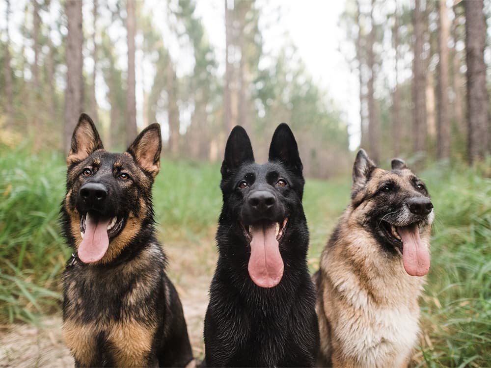 Wait, Did Your Puppy Suddenly Change Colors on You?
