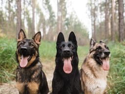 Wait, Did Your Puppy Suddenly Change Colors on You?