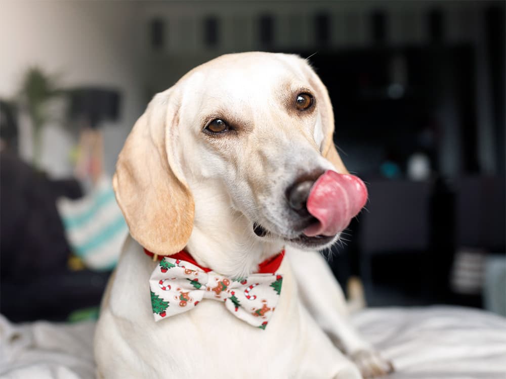 Why Is My Dog’s Nose Running?