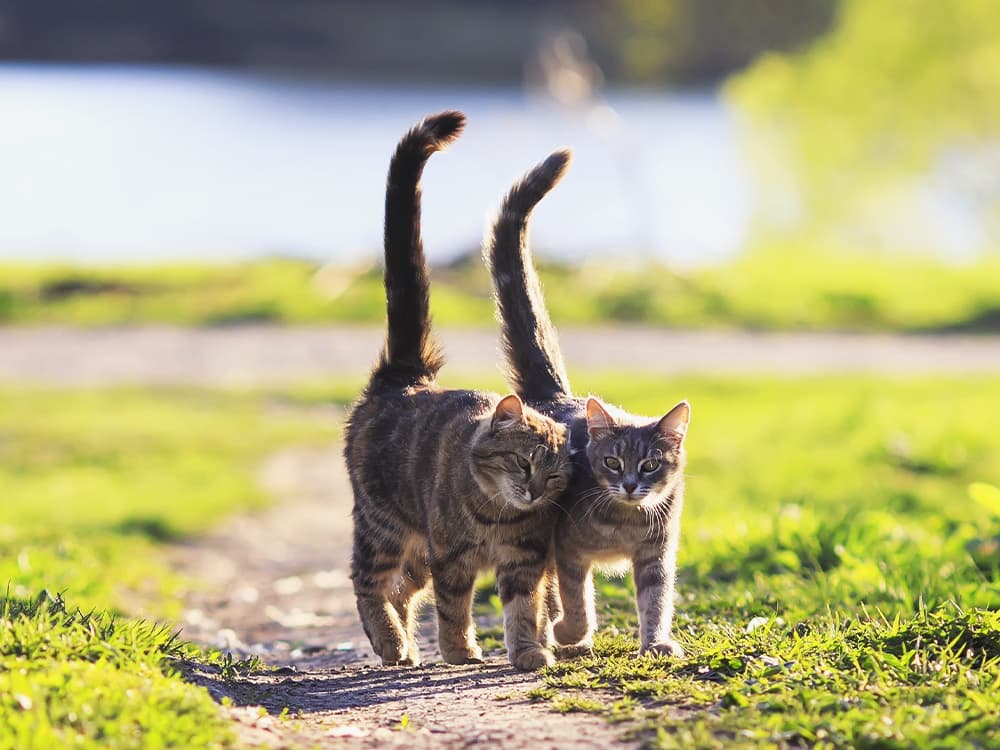 Cat Tail Meanings