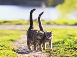 Cat Tail Meanings