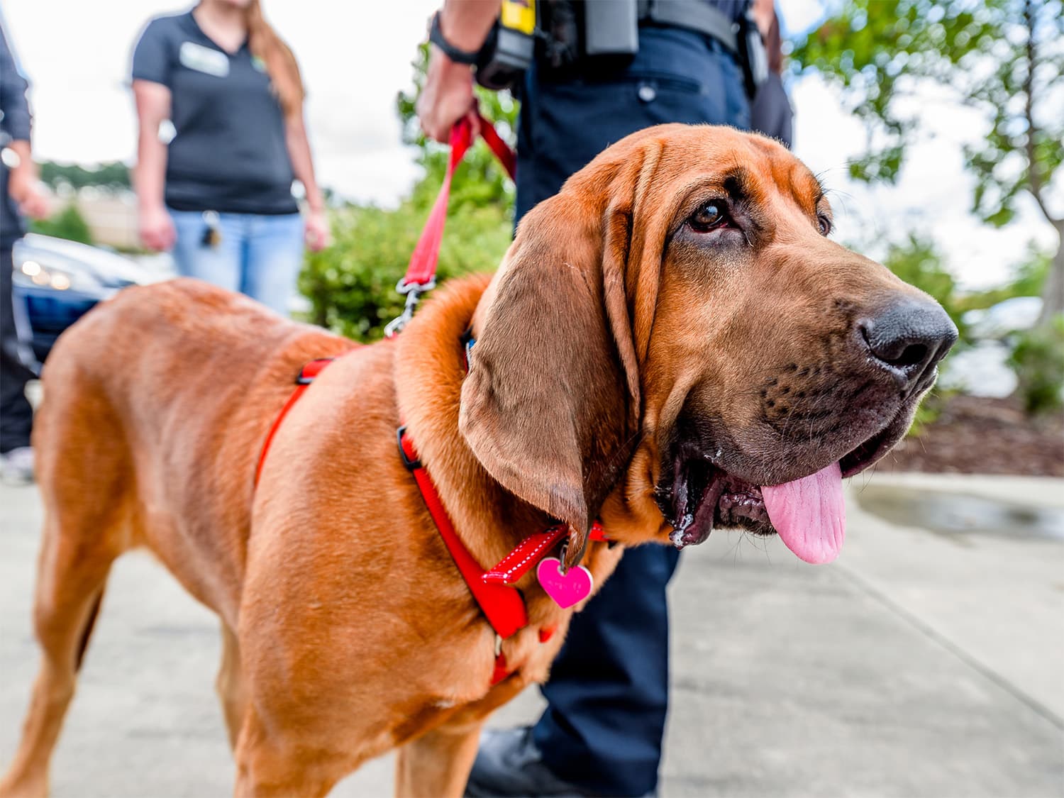 animal control officer talking with people on the street with hound dog