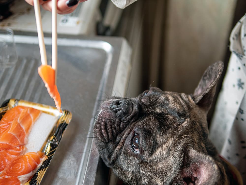 10 Healthy “People” Foods for Dogs