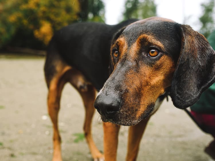 Helping Our Newly Adopted Country Dog Adjust to NYC Was Easy(ish)