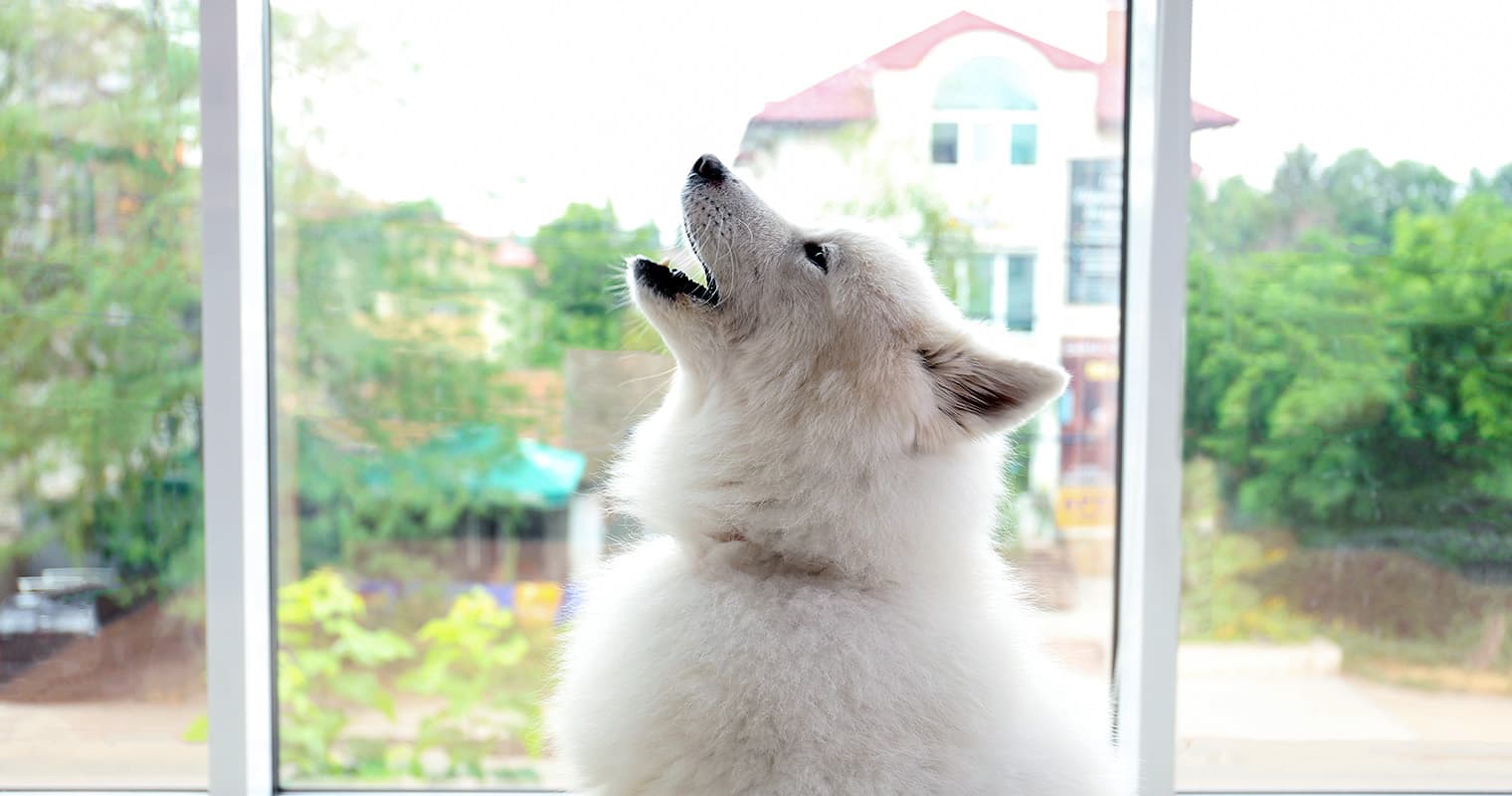 Training Advice: Help! My Dog Howls When I Leave