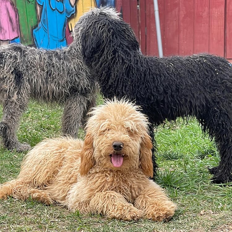 How The Animal Pad Rescued 111 Doodles From a Backyard Breeder