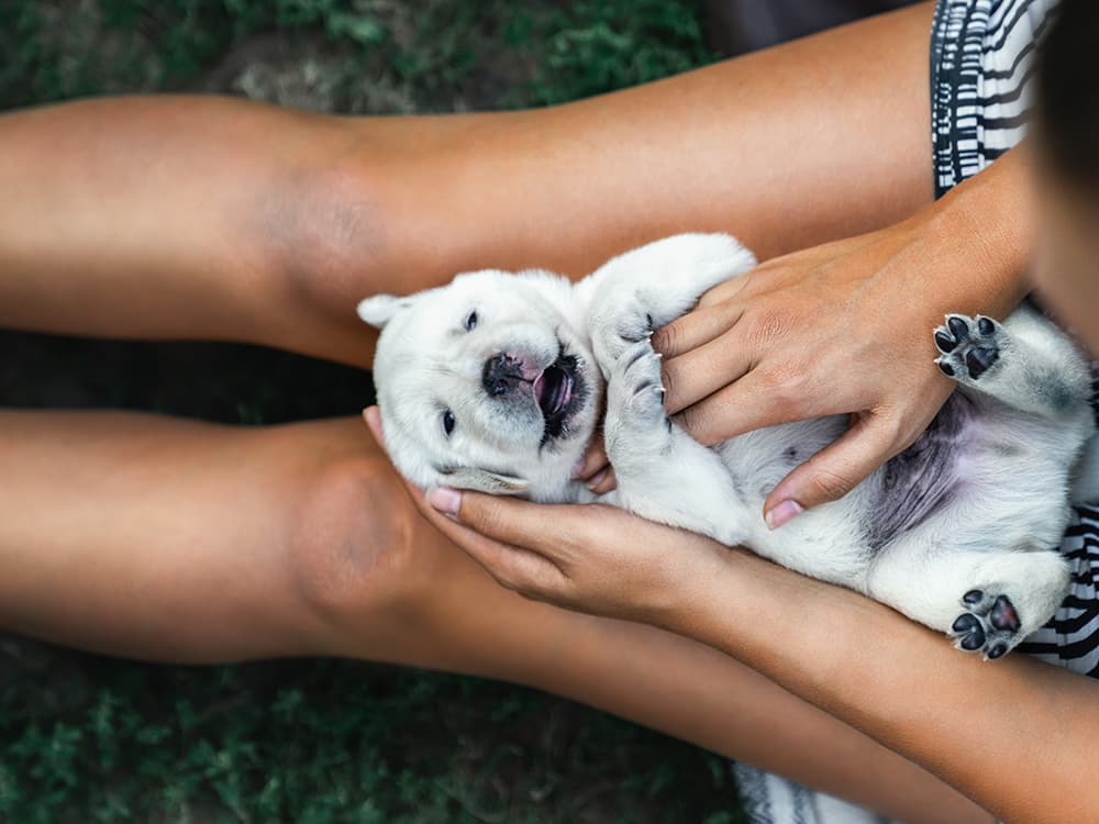 DIY Physical Exam Part 1 — How to Check Your Dog’s Vitals