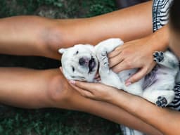 DIY Physical Exam Part 1 — How to Check Your Dog’s Vitals