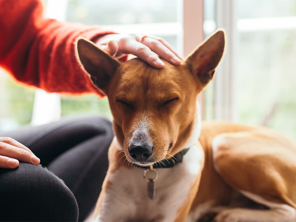 Understanding the Gut’s Response to Inflammatory Bowel Disease in Dogs