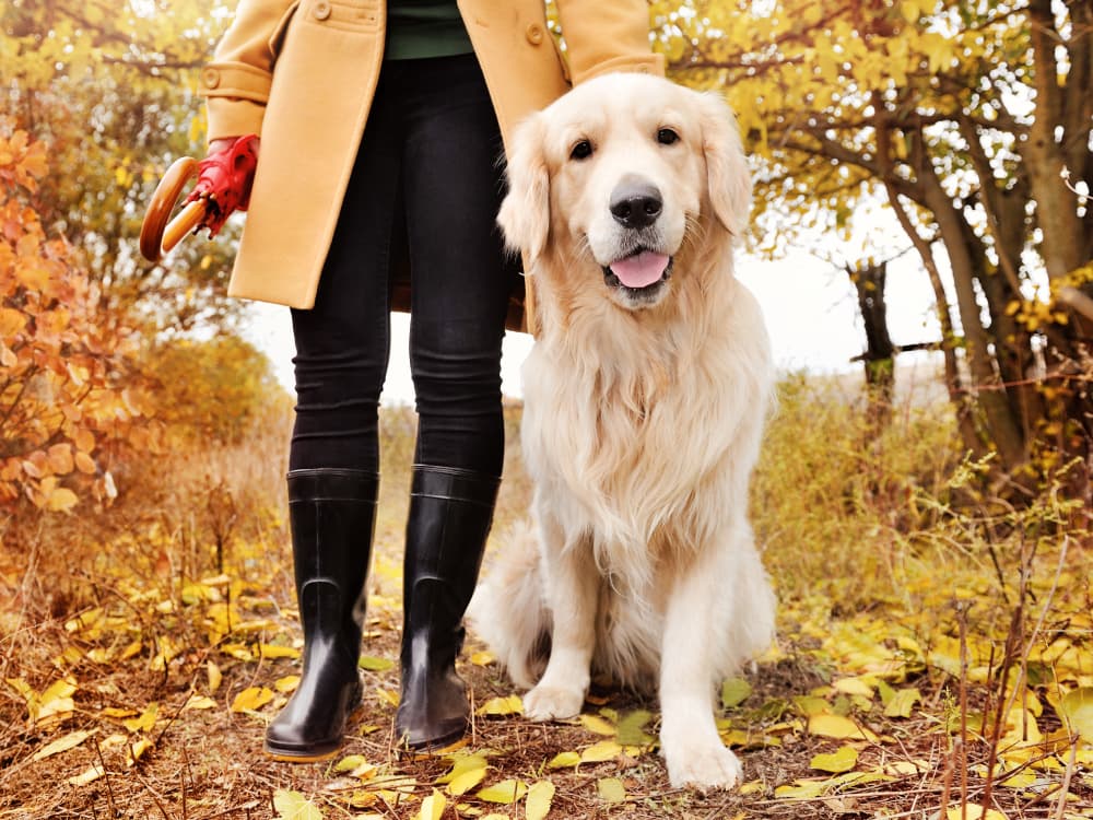 Home Remedies for Dog Joint Pain Relief
