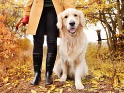 Home Remedies for Dog Joint Pain Relief