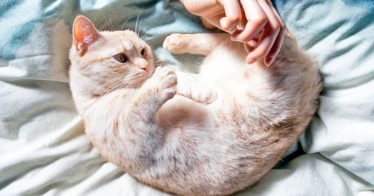 Caring for a Cat With Dwarfism: What Pet Parents Should Know