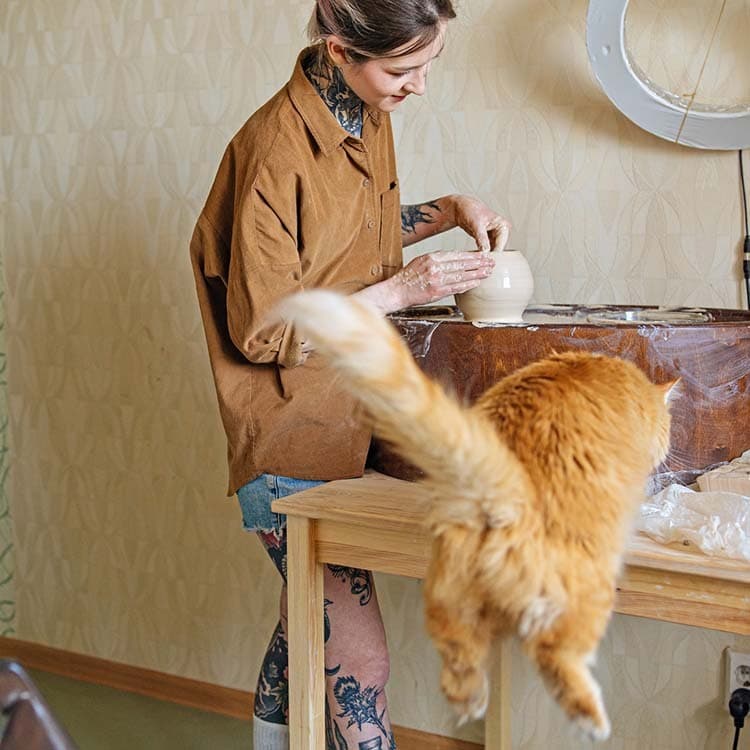7 Cat Myths, Busted