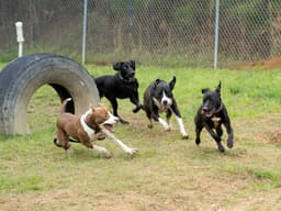 Shelter Play Groups Provide Enrichment to Pups