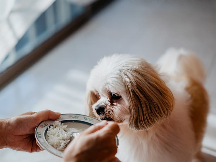 Can Dogs Eat Rice? And More Importantly, Should They?