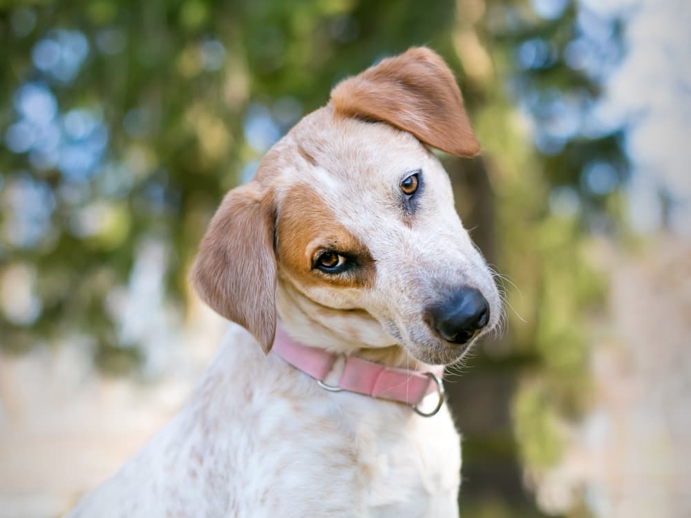 8 Things We Do That Really Confuse Our Dogs